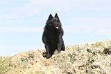 SCHIPPERKE 039